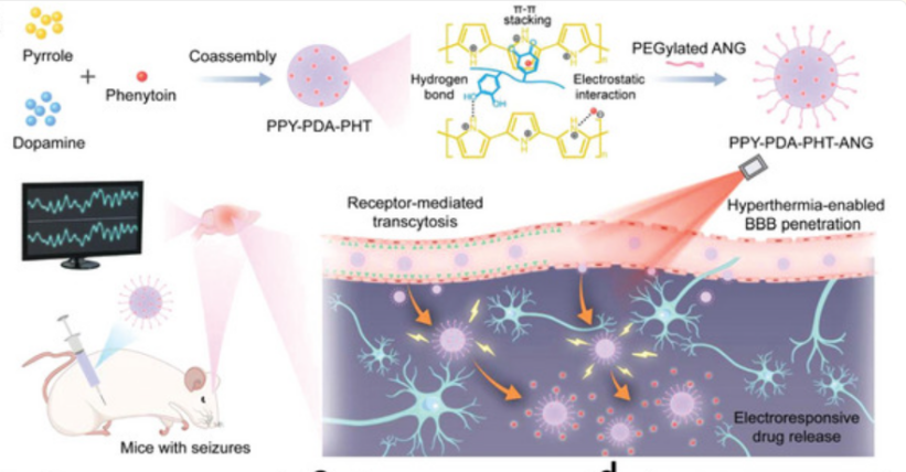 PHT‐PPY‐PDA‐ANG NPs 